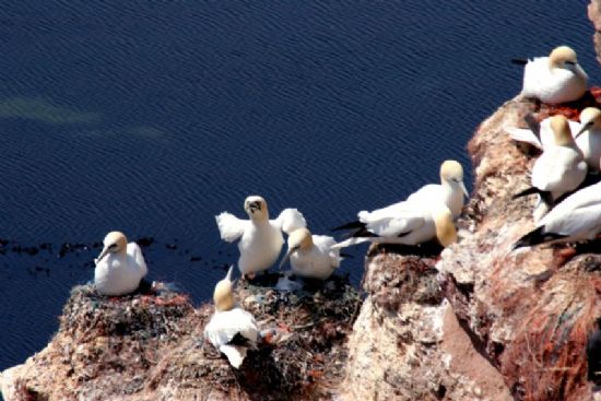 Helgoland Adasi -almanya