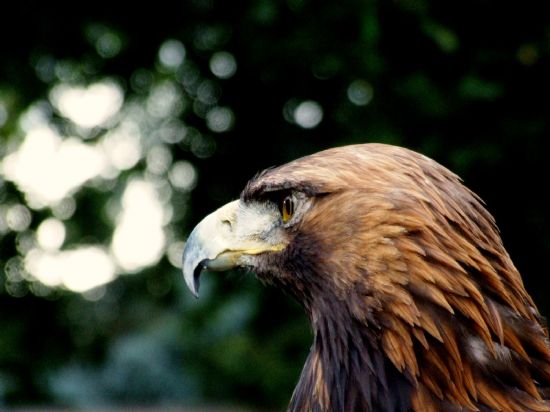 Golden Eagle