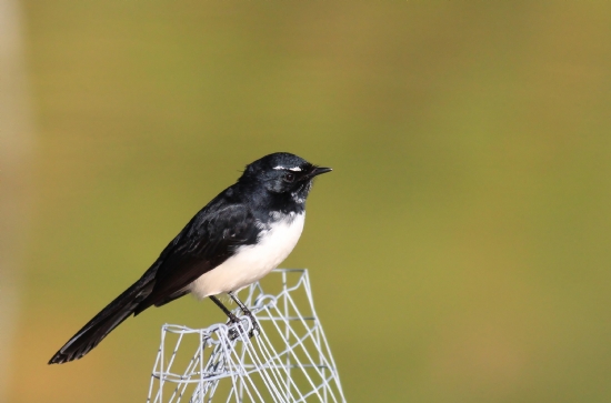 Willie Wagtail