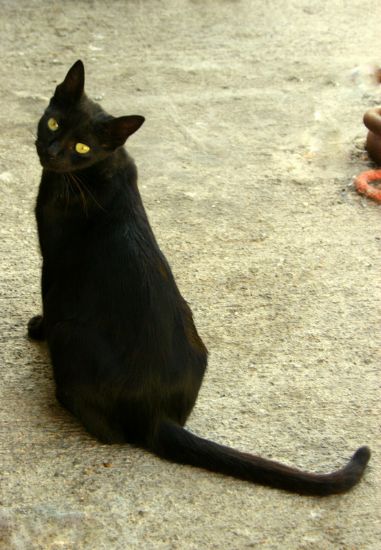 Uurlu Kara Kedi