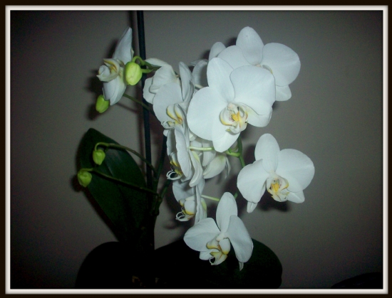 Orkidem iek At Nihayet