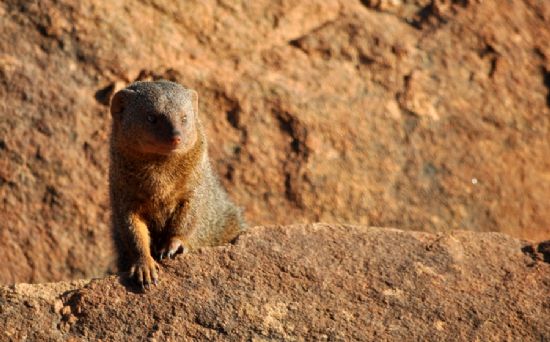 Mongoose