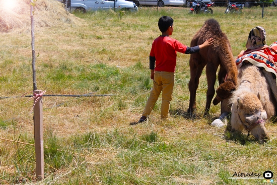 Sevgi Her Dilde Ayndr