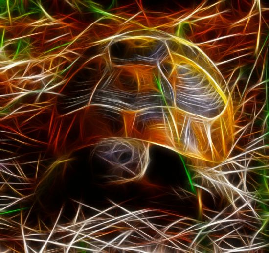 Fractal Tortoise