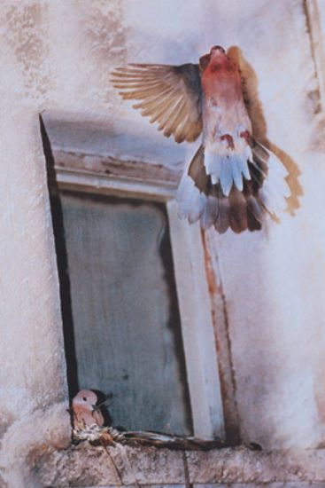 Annesi Yavrusuna U�may� ��retiyor