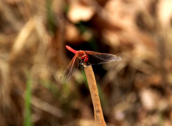 Helikopter