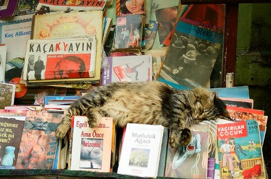 Kitaplarn Arasnda Bir Kedi