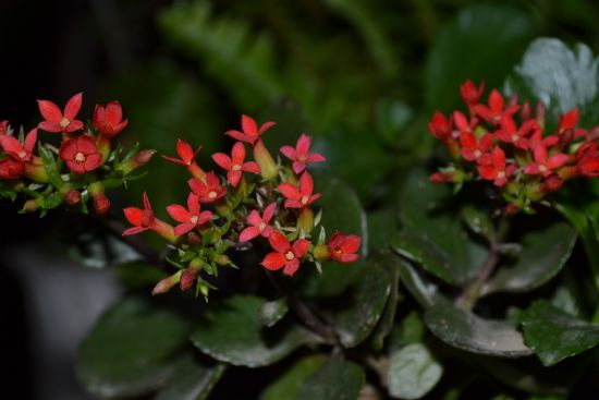 Kalancho (kalanchoe)