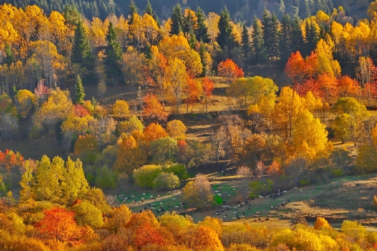 Şavşat’ta Sonbahar