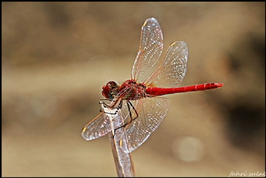 Yusufuk (dragonfly)