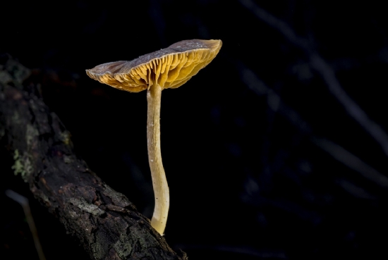 Do�an�n K���k Heykeli