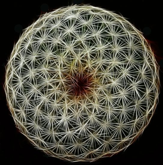 Fibonacci’s Fractal Circular Symmetry