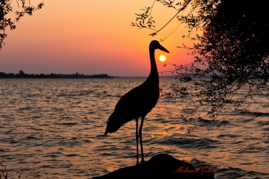 Gölyazı Da Bir Akşam