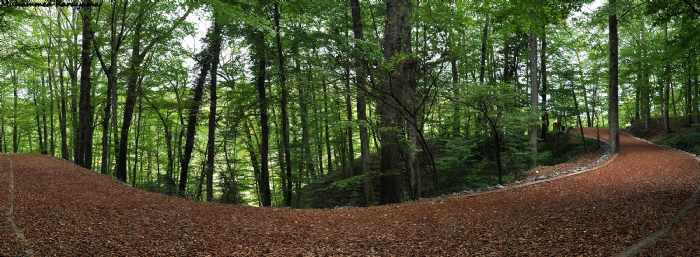 Belgrad Ormanlar’nda Sonbahar.