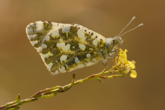 Da Oykls (euchloe Ausonia)