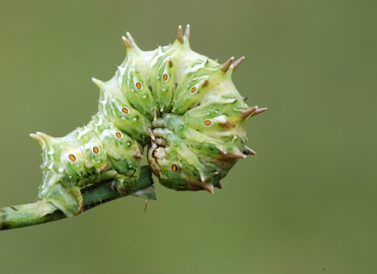 Gve- Apochima Flabellaria