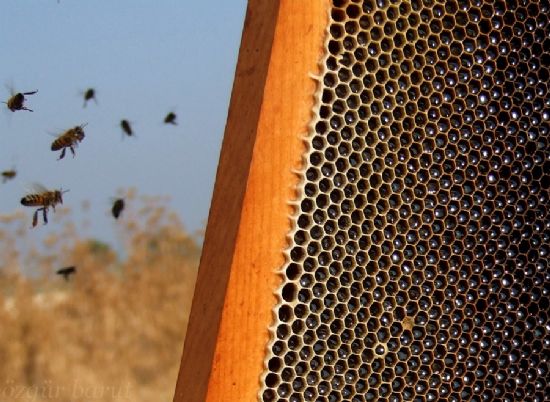 Bal Gibi Aklmdasn...