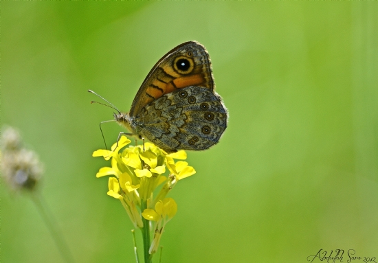 Esmer Boncuk (lasiommata Maera)