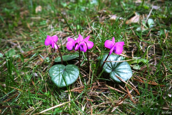 Sklemenler Am Memleketimin Dalarnda