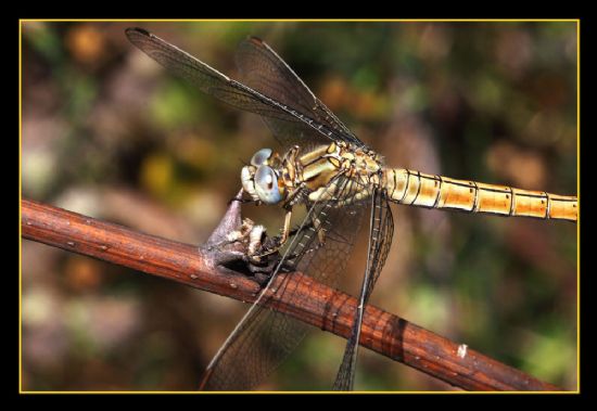 Dragon Fly