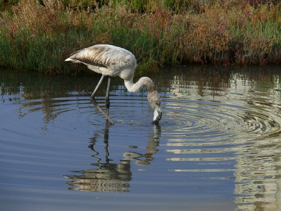 Flamingo