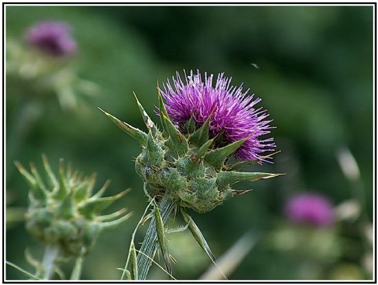 Silybum Marianum (devedikeni_kengel)