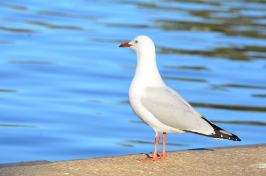 Seagull