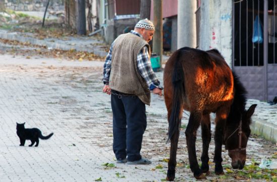 Kedi Ata Bak