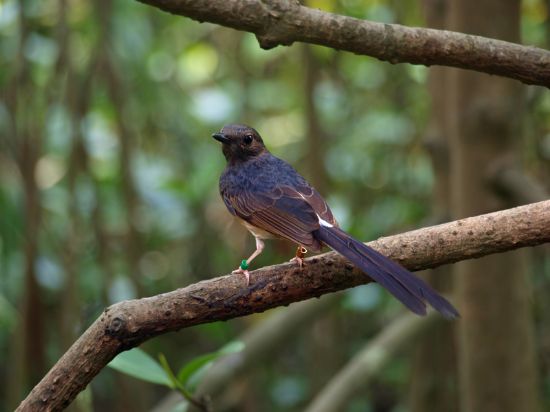 White Rumped Shama