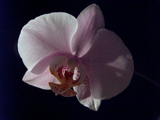 Orkide02