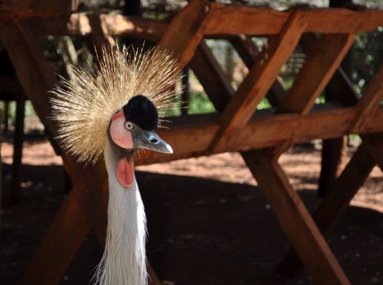 Grey Crown Crane- Tacli Gri Turna