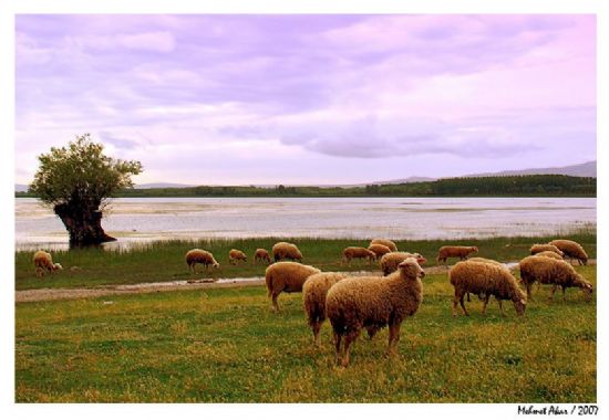 Kuzularn Sessizlii 3