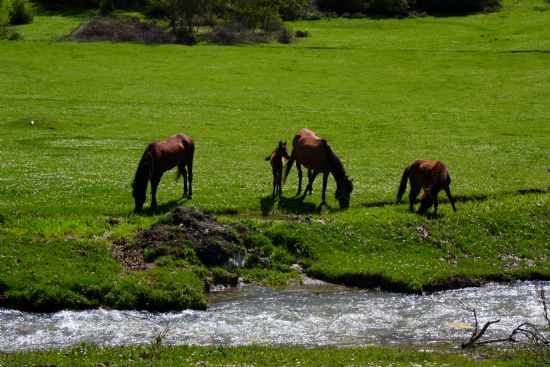 atak Yaylas/tokat -almus