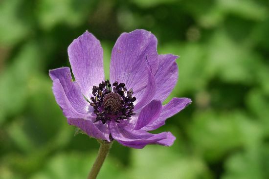 Anemone