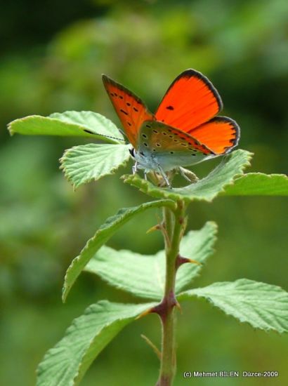 Lycaena Dispar