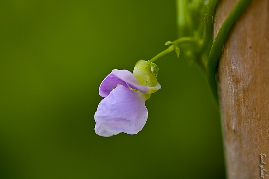 Panikatak Olma Durumu