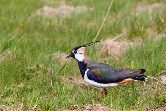 Kzkuu (vanellus Vanellus),