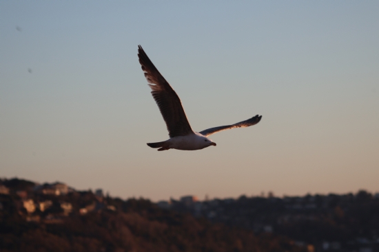 Beykoz’ Da Bi Mart�