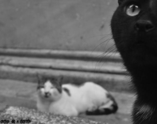 Siyah-beyaz Kedi