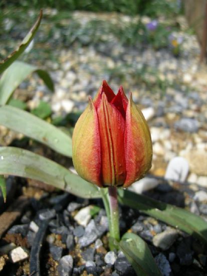 Tulipa Orphanidea