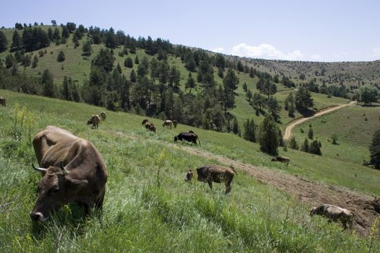 Yayla