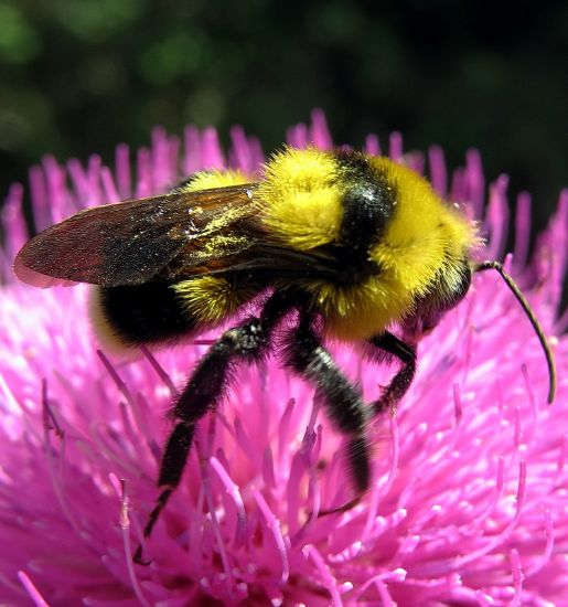 Bombus