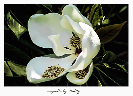 Magnolia