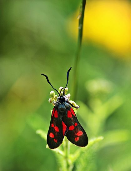 Zygaena Filipendulae