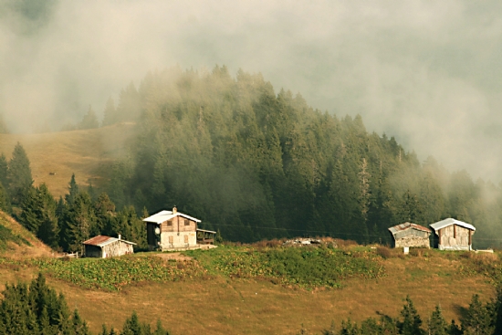 Pokut Yaylas/amlhemin_6