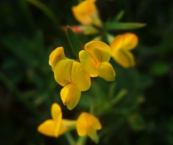 Tiny Yellow Flowers