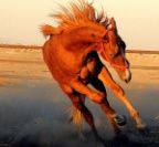 Ahmet Kvan fotoraflar fotoraf galerisi. 