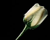 Zeus Hera fotoraflar fotoraf galerisi. 