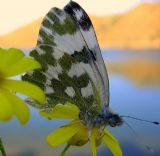 Ayhan Kse fotoraflar fotoraf galerisi. 