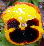 Hande zel fotoraflar fotoraf galerisi. 